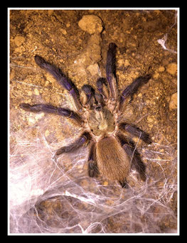 Juveniles Tier von Monocentropus balfouri