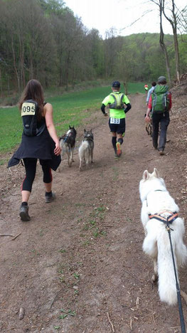 Dogtrekking Dogtrekking Dogtrekking Elbsandstein-Dogtrekking ESDT Harz-Dogtrekking