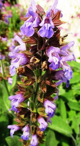 Bild: lila blühender Salbei Gewürzpflanze, Duftpflanze