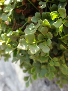 Asplenium ruta-muraria, Pyrénées (photo Ugo)