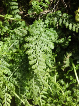 Asplenium fontanum, Ariège (photo Ugo)