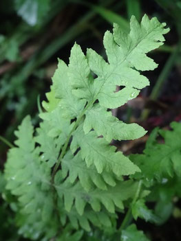 Thelypteris palustris, Vosges du Nord (photo Ugo)