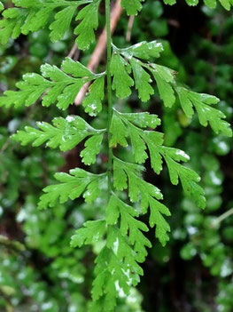 Cystopteris fragilis, Vosges (photo Ugo) 