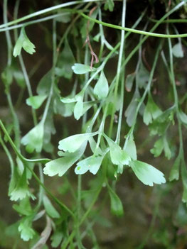 Asplenium x alternifolium, Vosges (photo Ugo)