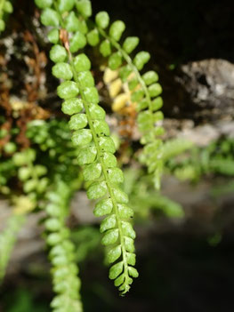 Asplenium viride, Pyrénées centrales (photo Ugo)