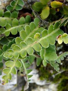 Asplenium ceterach, Alsace (photo Ugo)