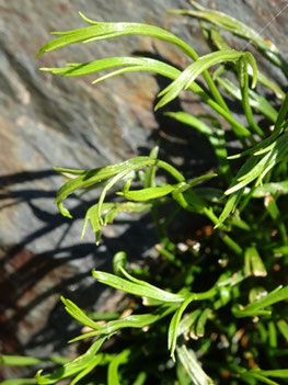 Asplenium septentrionale, Pyrénées (photo ugo)
