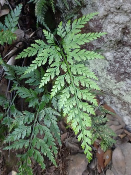 Asplenium onopteris, Le Blavet, Var (photo Ugo)