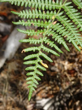 Pteridium aquilinum, Vosges (photo Ugo)
