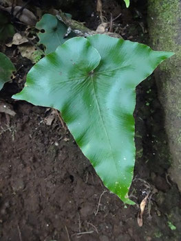 Asplenium hemionotis, Tenerife (photo Ugo)