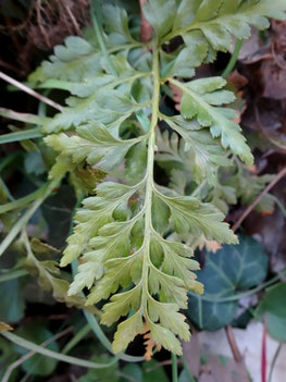 Asplenium adiantum-nigrum, Alsace (photo Ugo)