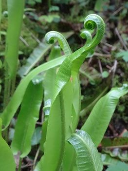 Asplenium scolopendrium, Lorraine (photo Ugo)