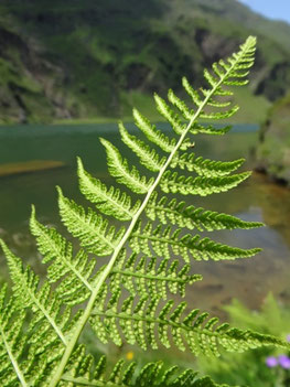 Athyrium distentifolium, Lac vert (photo Ugo)