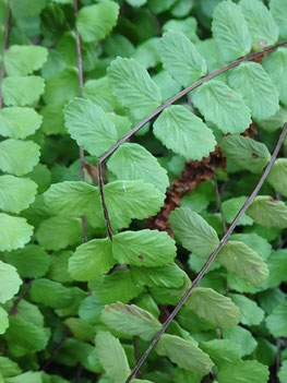 Asplenium trichomanes, Lorraine (photo Ugo)