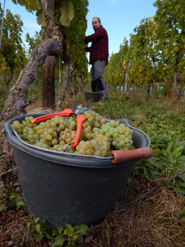 Wiltinger Wein, Saar-Riesling-Roots, Weingut Felix Weber, Saarweingut, Mosel, Bereich Saar