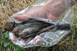 Bergung toter Amsel, Foto: NABU, Stefan Bosch
