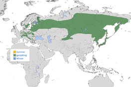Verbreitung des Tannenhähers (Nucifraga caryocatactes) weltweit. 
