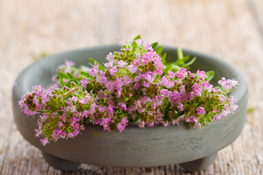 Heilpraktiker, Frankfurt, Sylvia Silvia Domack, Thymian, Heilkraut, Heilkräuter, Behandlung, Anwendung, Wirkung