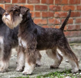 "Leopold vom Grindelbach"