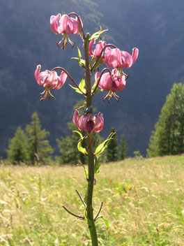Turk's-cap lily (Lilium martagon)