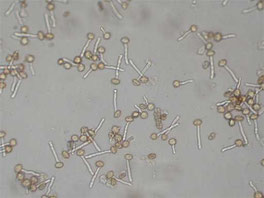 General Edbiologykmpk