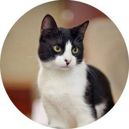 Schwarz-weiße Katze.