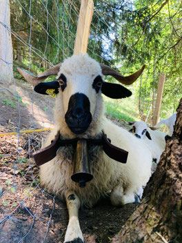 ferme valmorel animaux
