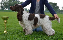 Ch Bon Bon Chocolat de Sirrah Shine (Hd B, Pra Clear by parents, Nf clear by parents)