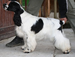 Backhill's worth waiting for detto Elvis