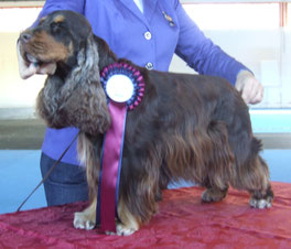 Mamma: Giuggiola Dellyllè , HD A, Patella 0, Nf Clear by parents, Pra Clear by parents, Aon Clear.