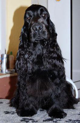 Weeping Willow's Finian CH Sloveno, CH Serbo. HD A, Pra Clear, NF clear by parents