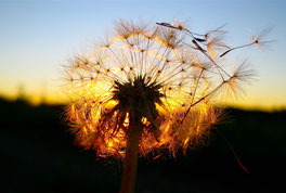 www.ronaldosephius.nl Paardenbloem zaadjes zon wind Bewust Groeien vanuit Innerlijk Kracht!