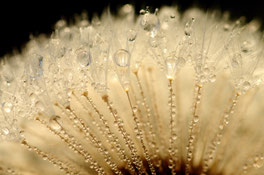 www.ronaldosephius.nl Dandelion paardenbloem druppels zaden Bewust Groeien vanuit innerlijke kracht