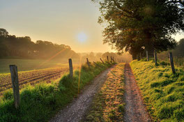 www.ronaldosephius.nl Bospad met zon Bewust Groeien vanuit innerlijke kracht