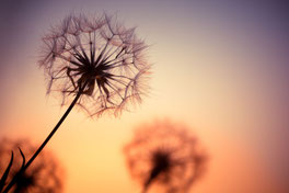 www.ronaldosephius.nl Dandelion paardenbloem ondergaande zon drie stuks bewust groeien vanuit innerlijke kracht