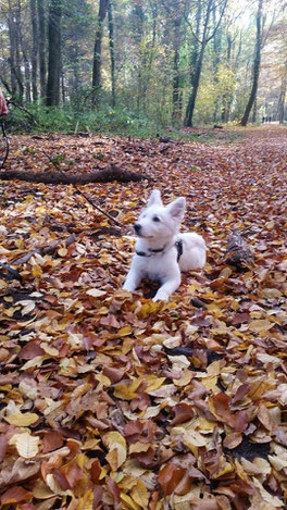 Fine, weißer Schäferhund 