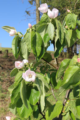 Fleur arbres - Alavostra