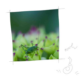 livre photos voyage en univers verts insecte - Johanne Gicquel artiste auteure nature bretagne 
