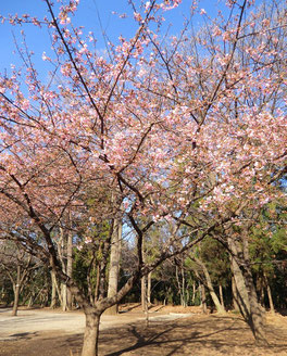 西園には桜の花が