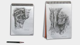Kaikaoss's Anatomical Drawings at the Center for Anatomy in Cologne