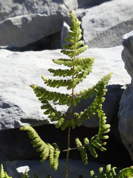 Polypode du calcaire, Pyrénées (photo ugo)