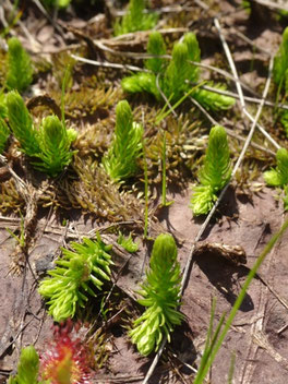 Lycopodiella inundatum, Vosges (photo Ugo)