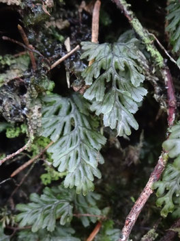Hymenophyllum tunbrigense, Vosges (photo ugo)
