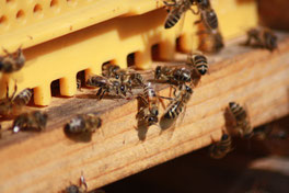 Die Bienen wurden schon gegen die parasitische Varoamilben behandelt und sie haben schon Winterfütter bekommen. An den warmen Tagen sind sie dennoch fleißig und am Flugloch herrscht reges Treiben.