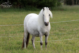 StPrSt A Vaderhoeve´s Lexy