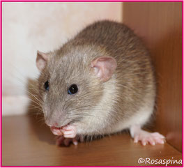 Russian Blue Agouti