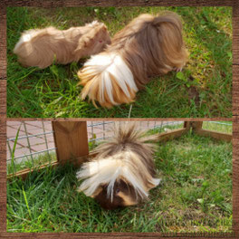 Hermine und Gundi, unten Daryl