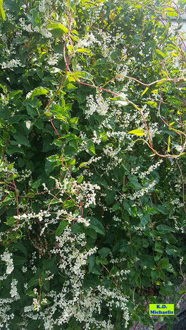 Weiße Blüten des Schlingknöterichs von K.D. Michaelis