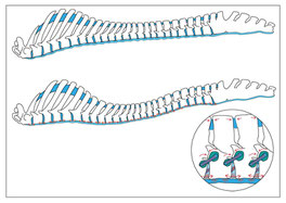 Anatomie, Pferd, Wirbelsäule & Bänder, Kaja Möbius