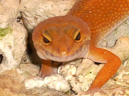"Tabea" Tangerine Tornado